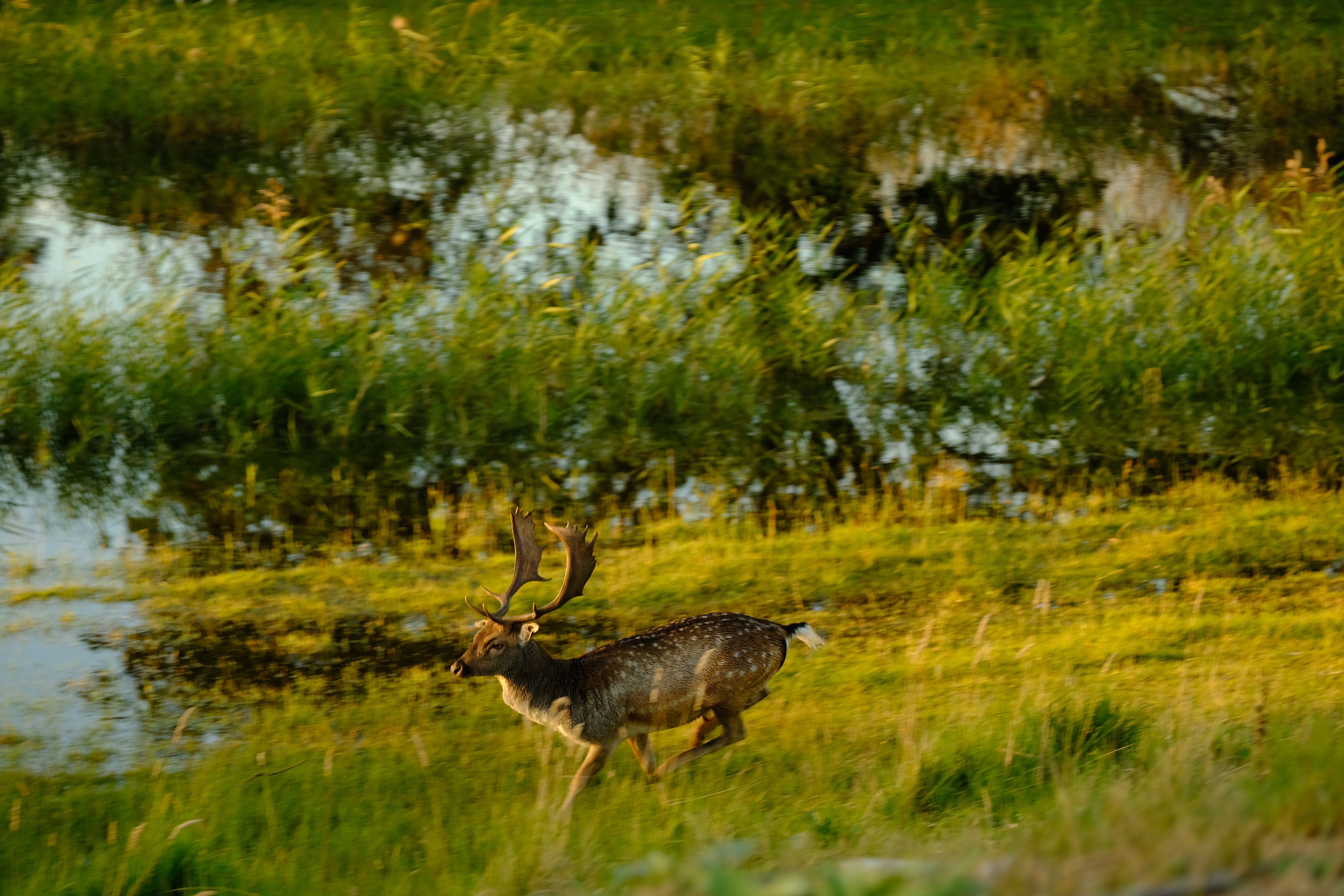 Fallow deer in the Amsterdamse Waterleiding Duinen