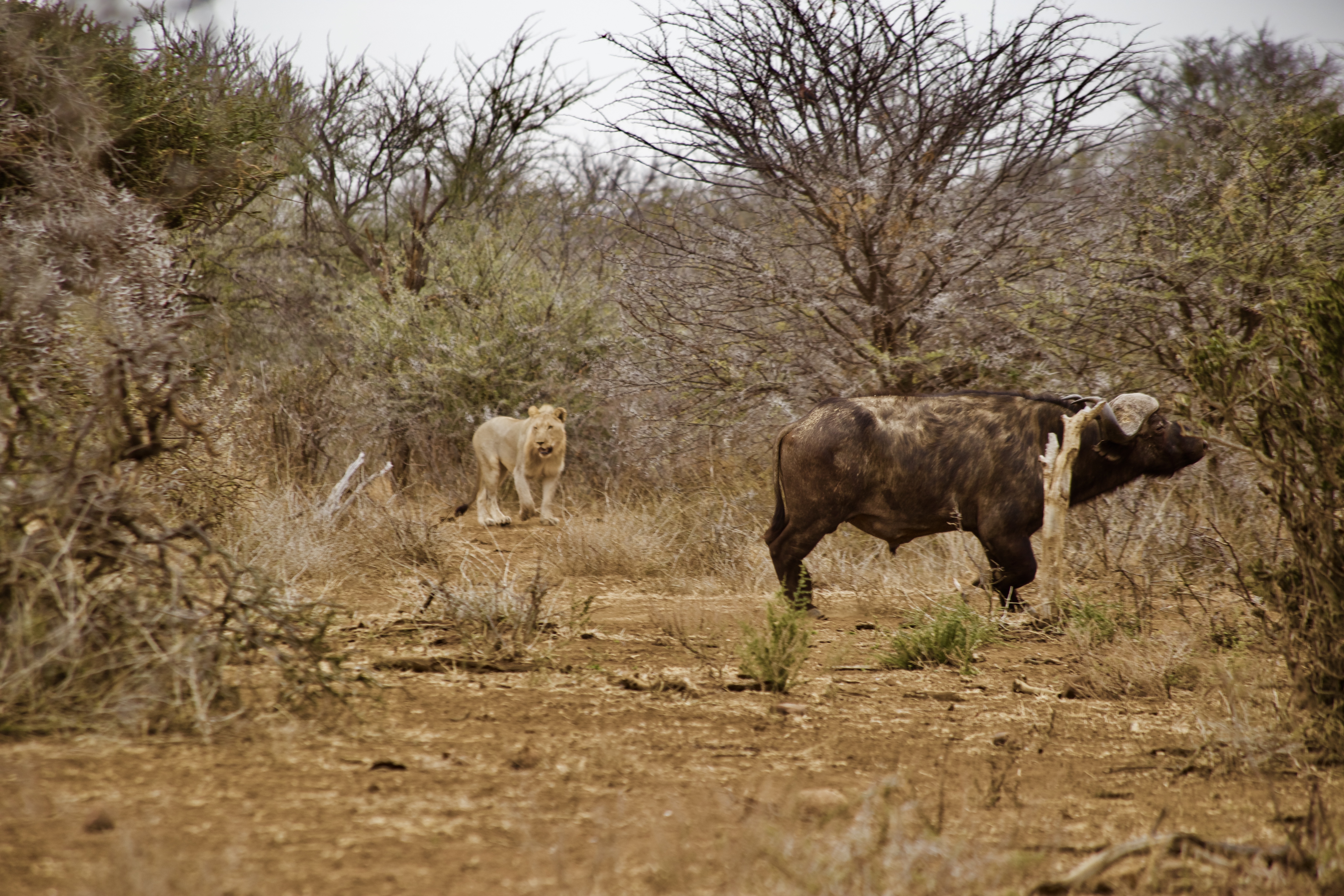 Lions hunting a herd of buffalos