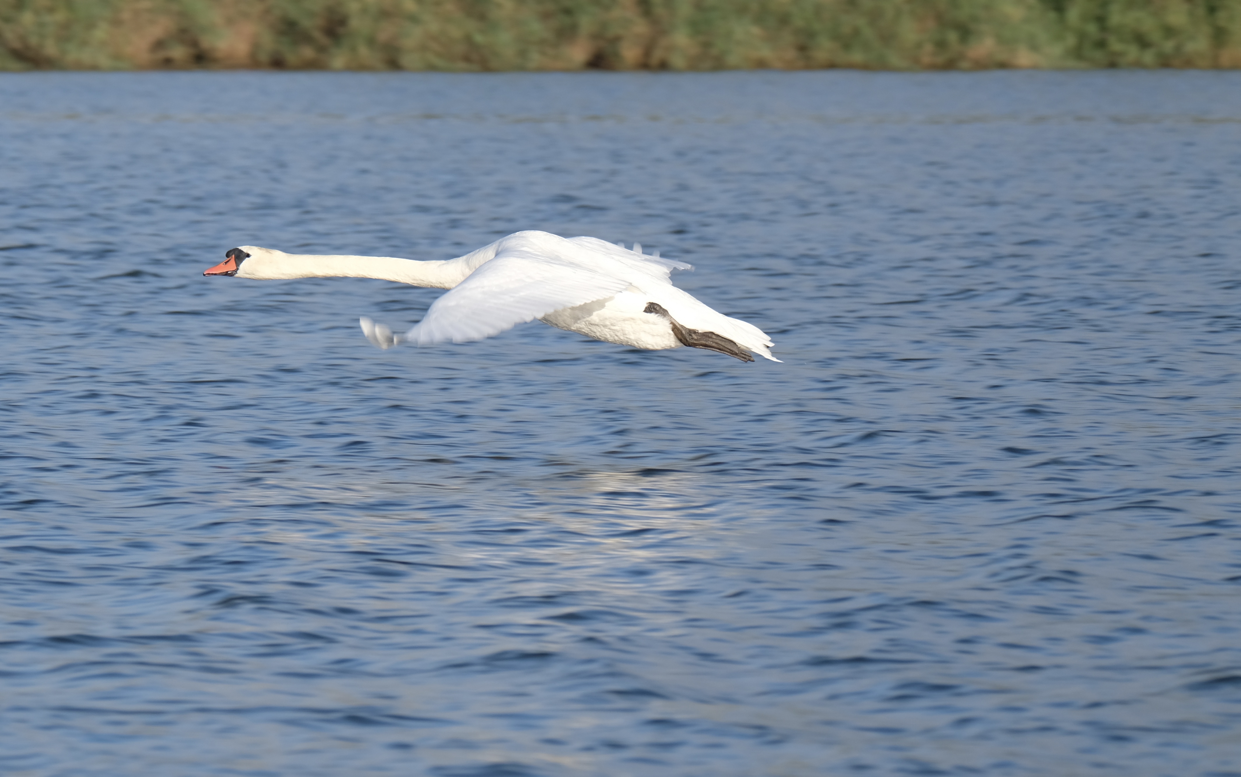 Swan in the Biesbosch