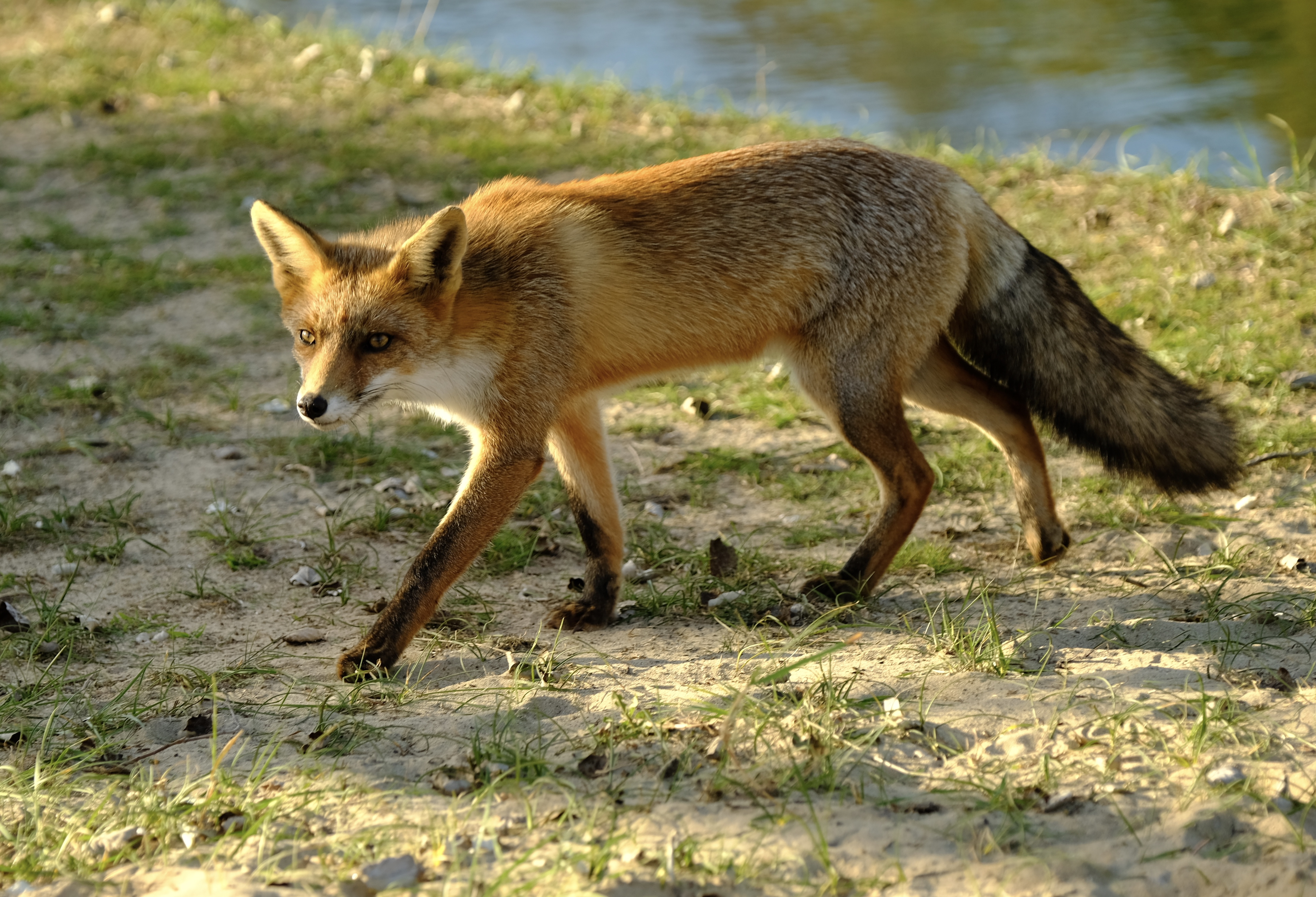 Fox in the Amsterdamse Waterleiding Duinen