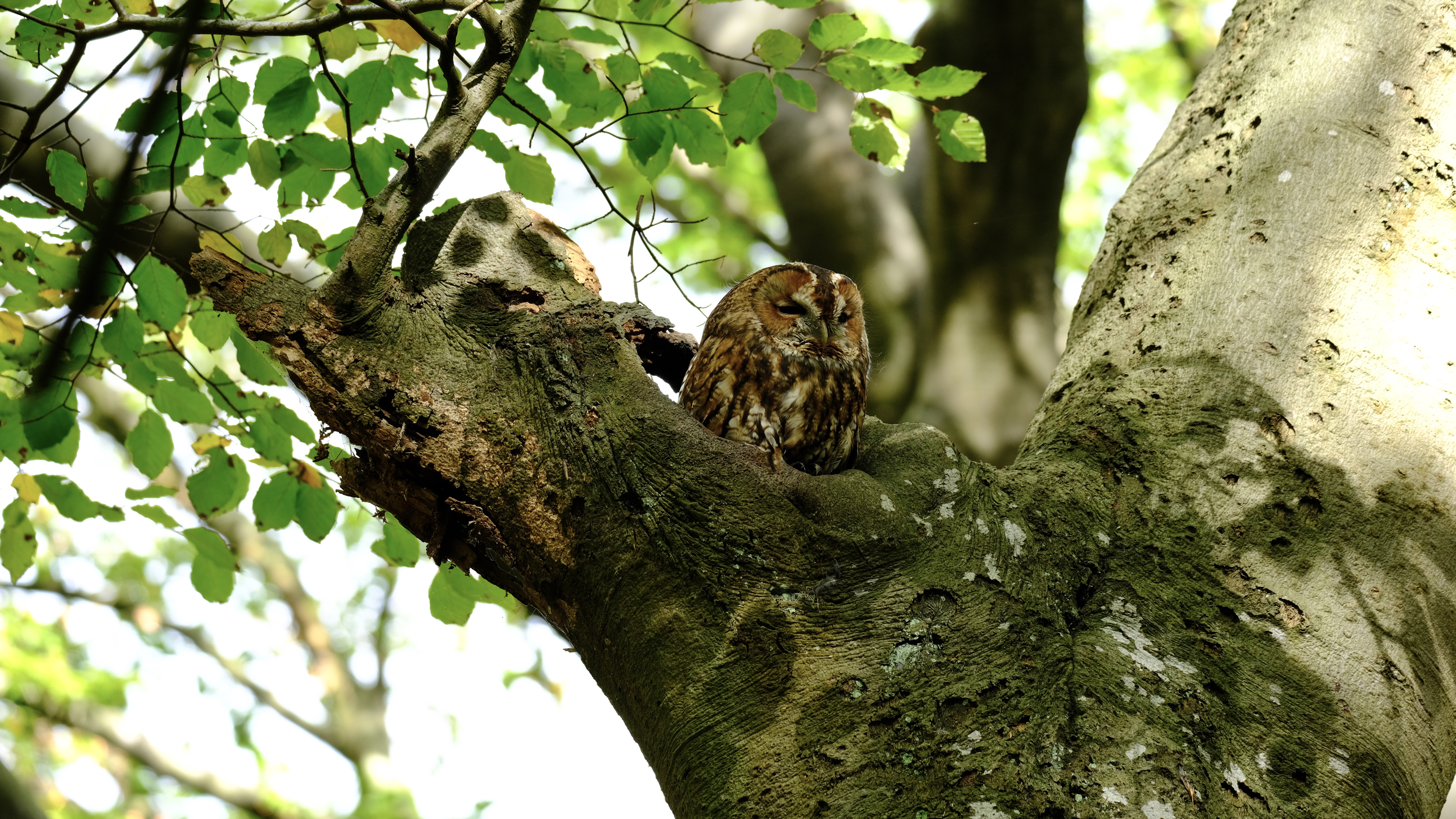 Wood owl in the Spanderswoud 
